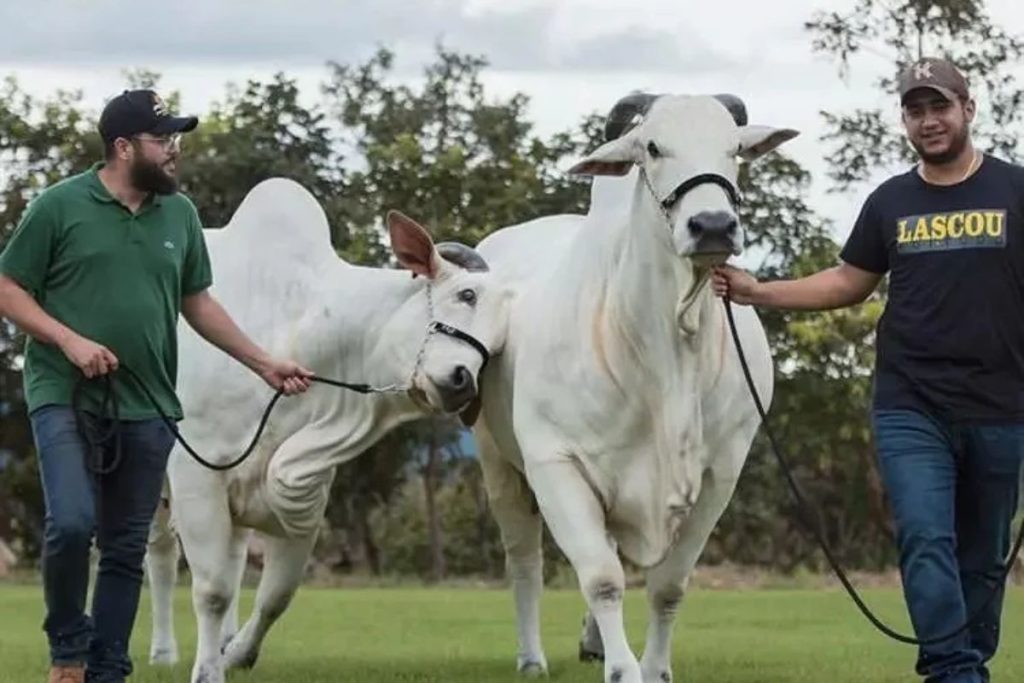 Conheça fazenda onde dupla Henrique & Juliano já faturou mais de R$ 50 milhões