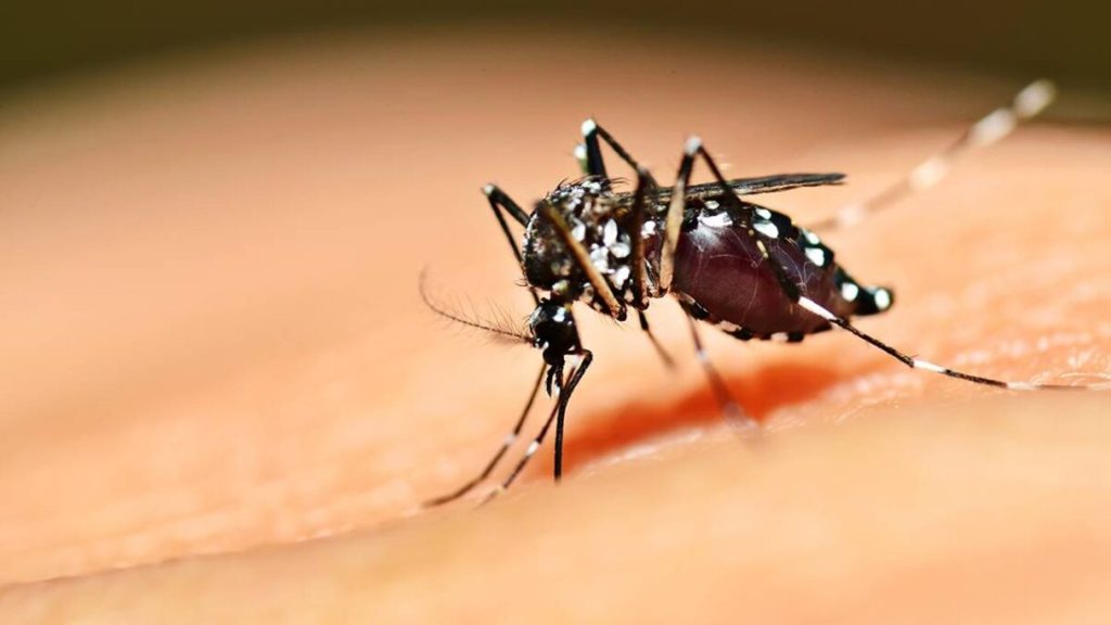 Entenda por que isolamento não é eficaz para conter avanço da dengue no Brasil