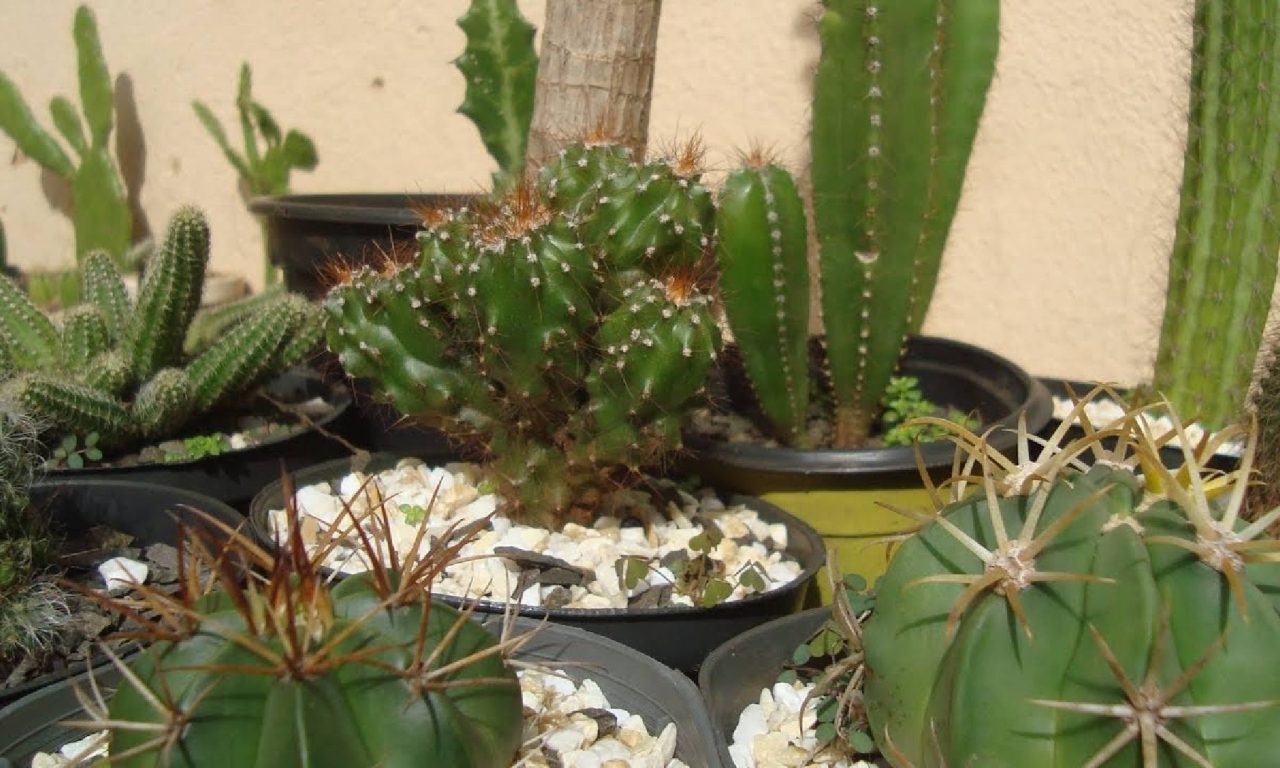 Cacto é uma das plantas que trazem azar e muitos não sabem