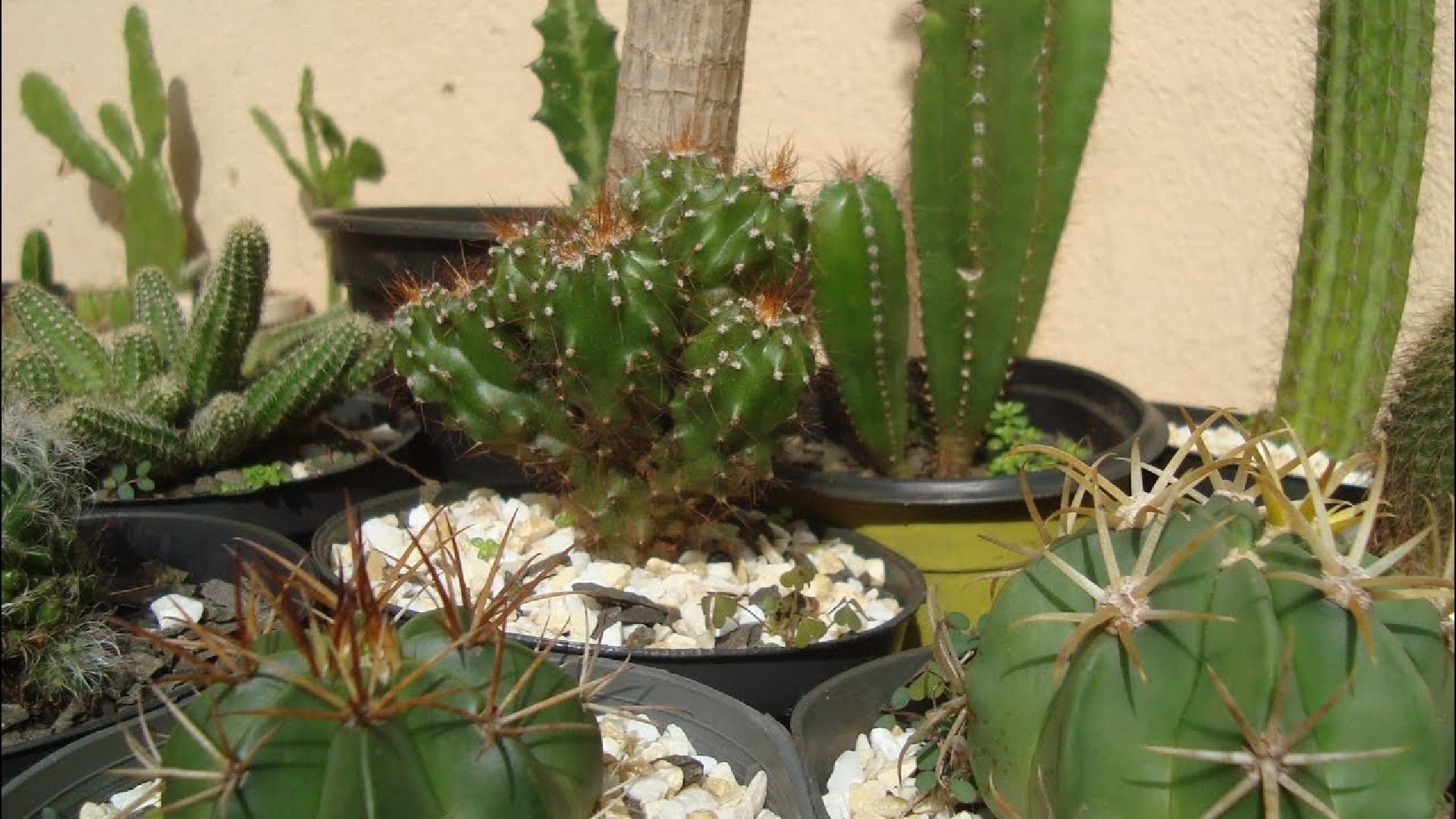 Cacto é uma das plantas que trazem azar e muitos não sabem