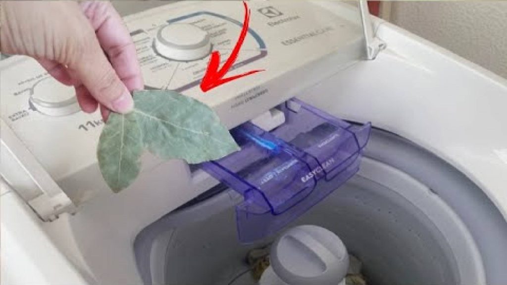 Folha de louro na máquina de lavar deixa as roupas mais brilhantes