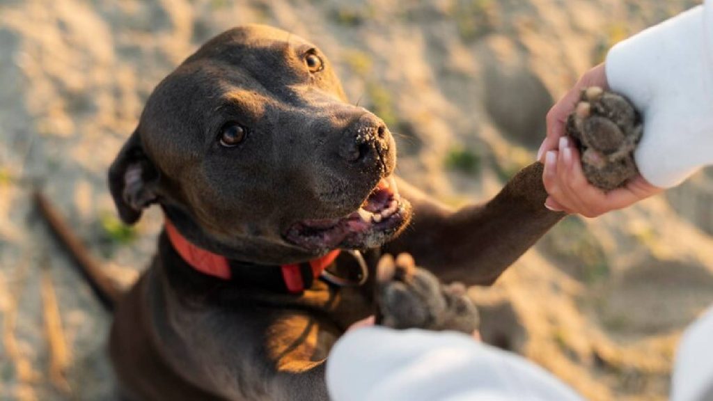 Cão brincando com o dono simbolizando as raças de cachorro mais carinhosas verdadeiramente feliz