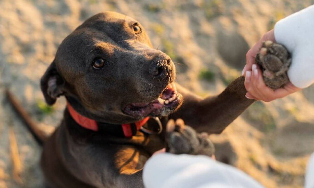Cão brincando com o dono simbolizando as raças de cachorro mais carinhosas verdadeiramente feliz
