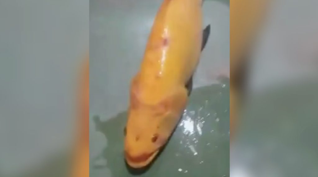 Traíra dourada foi capturada em Nazário, em Goiás