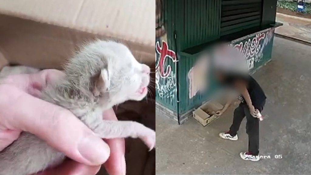 Dono de pit dog em Anápolis faz apelo para adoção de gatinho deixado na frente do estabelecimento