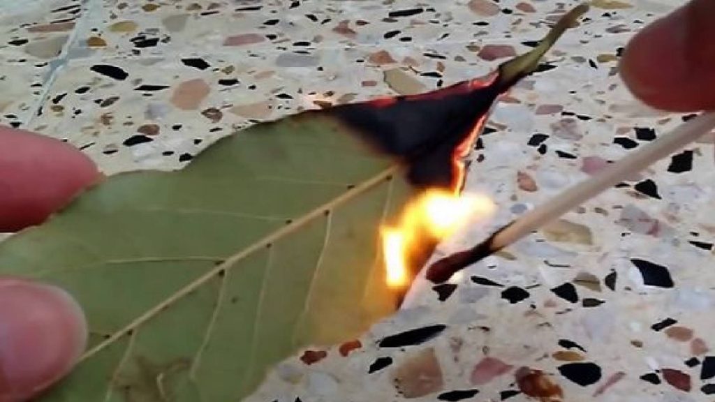 Queimar folha de louro pode aliviar dores de cabeça