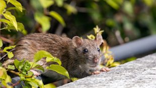 Rato na floresta.