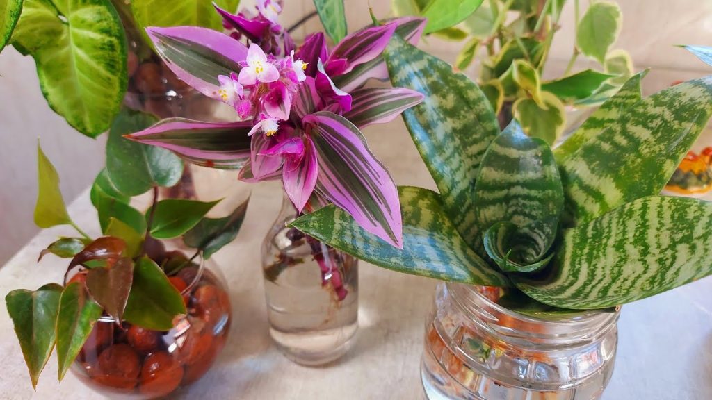 6 plantas que trazem sorte e muita gente ainda não sabe