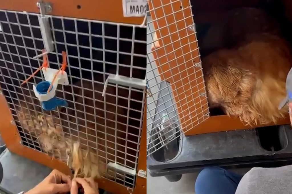 Cão é levado para estado errado e morre após falha em transporte da Gol