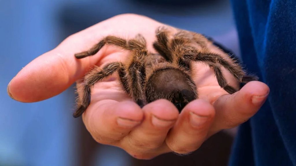 A Tarântula é um dos animais de estimação protegidos pelo Ibama