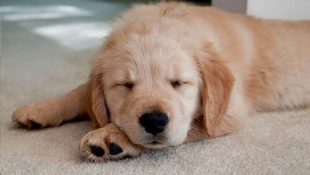 Entenda por que os cachorros preferem dormir no chão do que em outros lugares