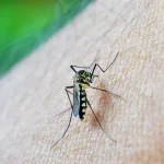 Brasil já tem mais de 3 milhões de casos de dengue em 2024