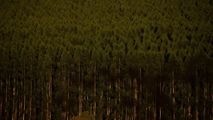 Câmara retira plantação de eucalipto da lista de atividades poluidoras