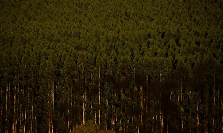 Câmara retira plantação de eucalipto da lista de atividades poluidoras