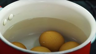 A água do ovo cozido é excelente para ser usada em plantas