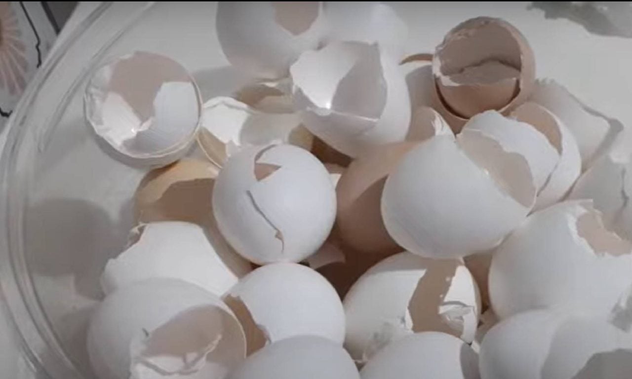 A casca de ovo guarda benefícios para a saúde