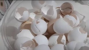 A casca de ovo guarda benefícios para a saúde