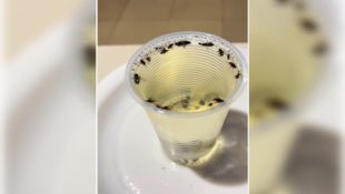 Armadilha inteligente para moscas: faça em casa e se veja livre delas