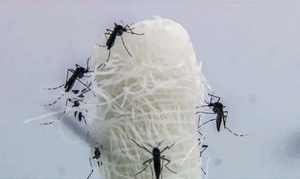 Brasil tem mais de 6,5 milhões de casos prováveis de dengue este ano