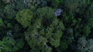 BNDES anuncia entidades escolhidas para recuperar floresta amazônica