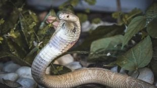 6 cobras que são bonitas, mas extremamente perigosas e mortais