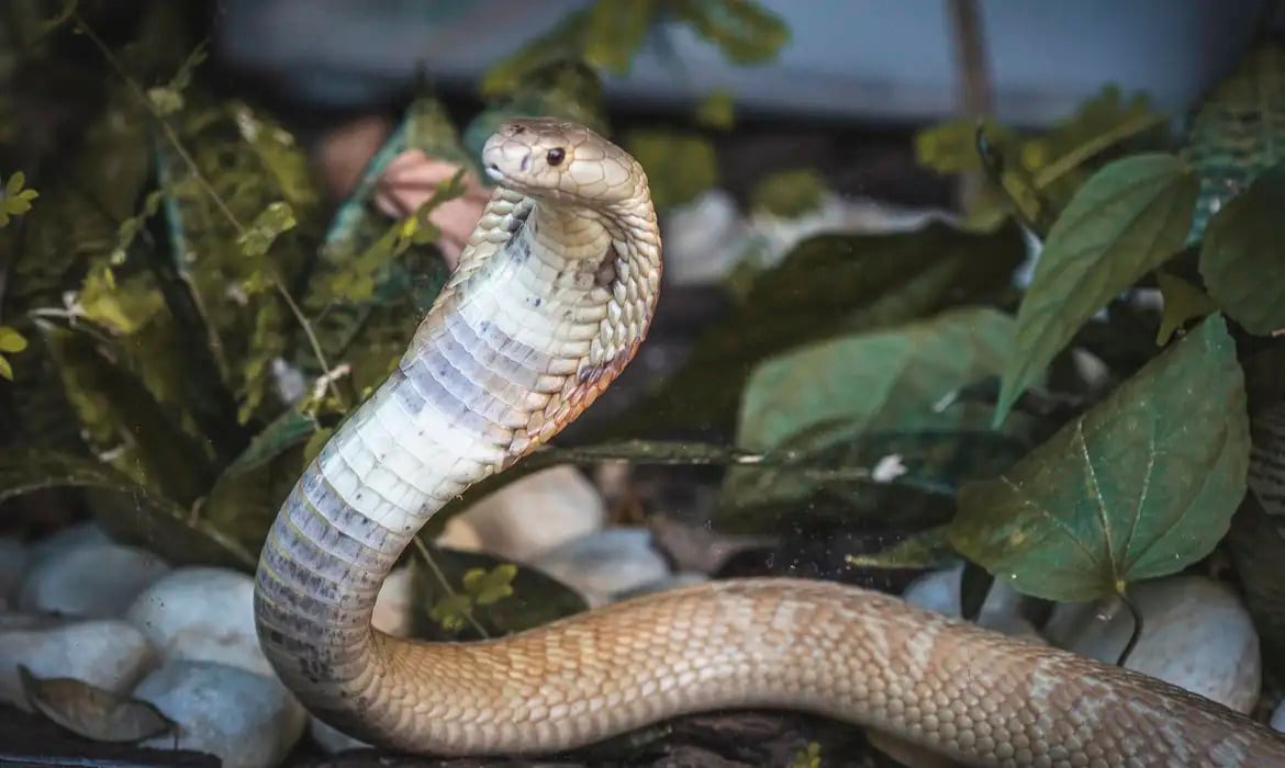 6 cobras que são bonitas, mas extremamente perigosas e mortais