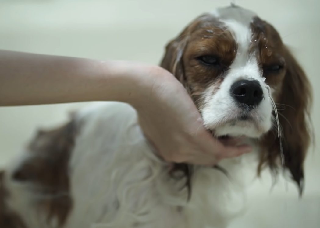 O truque das domésticas para acabar com o cheiro de cachorro em casa