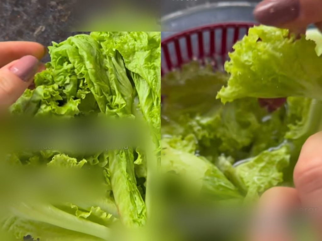 Truque dos restaurantes para recuperar a folhas murchas e manter a salada sempre fresquinha