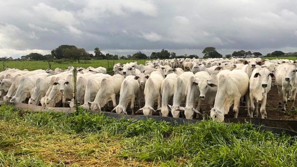 Conheça história de fazenda gigante avaliada em R$ 24 milhões e cobiçada por quase 40 empresas