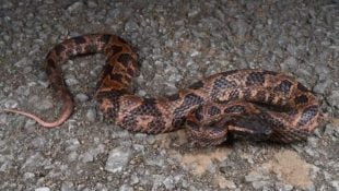 Nova espécie de cobra encontrada por pesquisadores é inteligente e muito agressiva