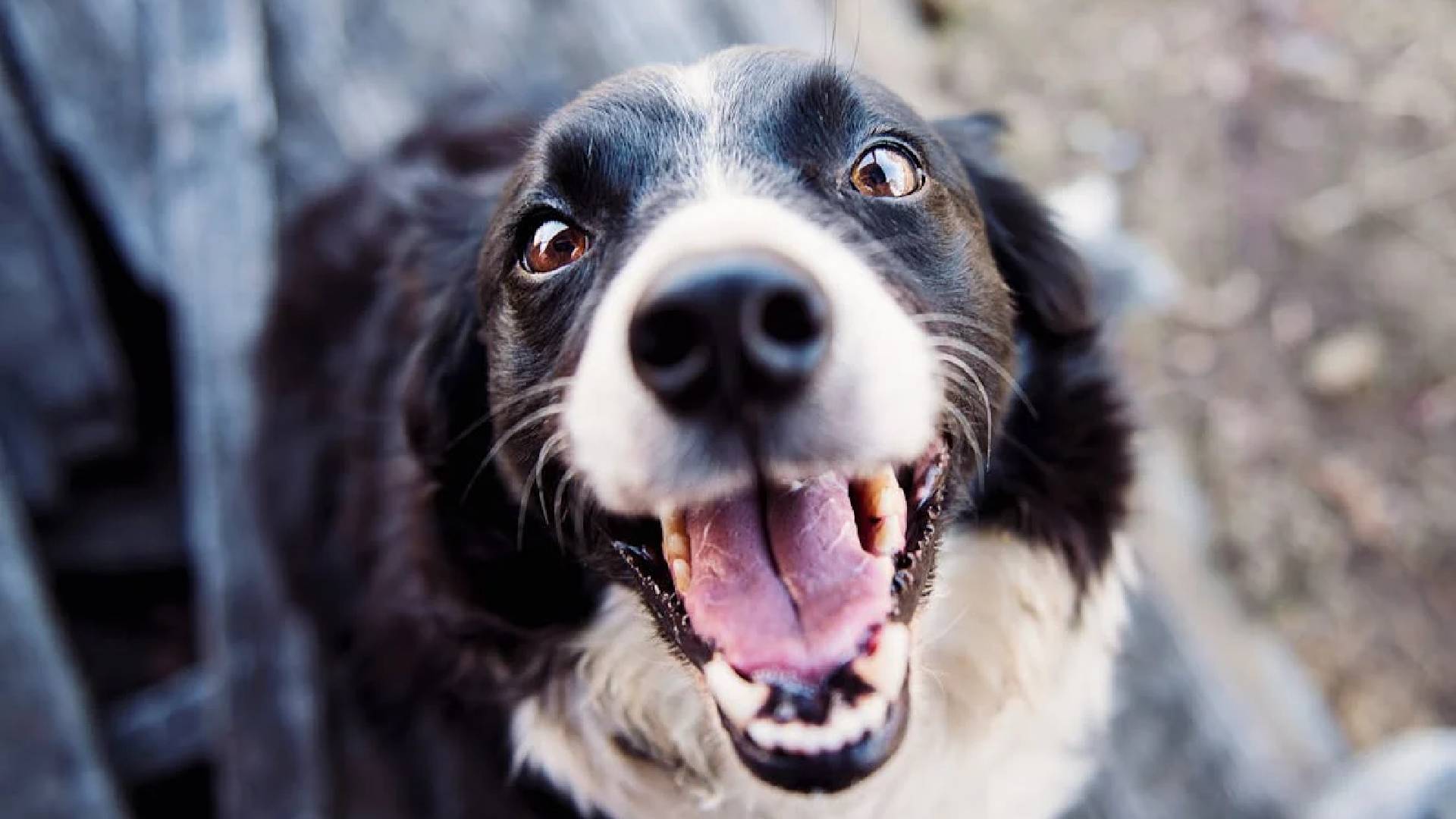 Significados de nomes de cachorro comuns