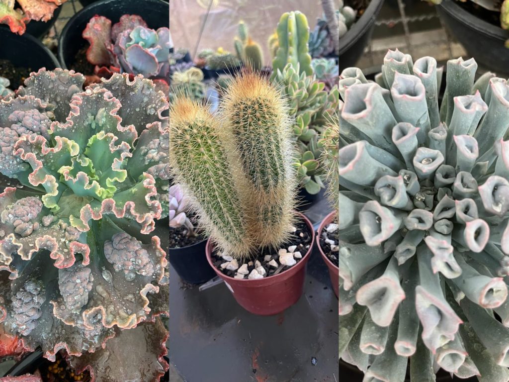 Hobby simples alivia o estresse e melhora o bem-estar