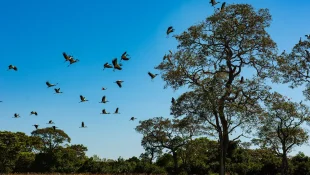 Comissão do Senado aprova projeto que cria Estatuto do Pantanal