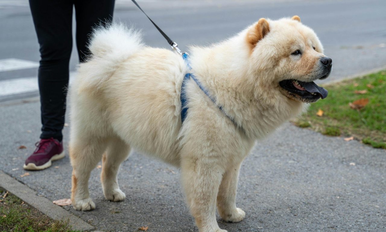 6 raças de cães mais caras do mundo (a última só os milionários têm)