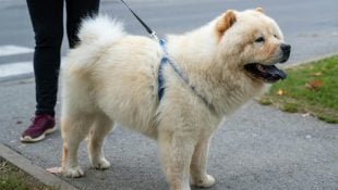 6 raças de cães mais caras do mundo (a última só os milionários têm)