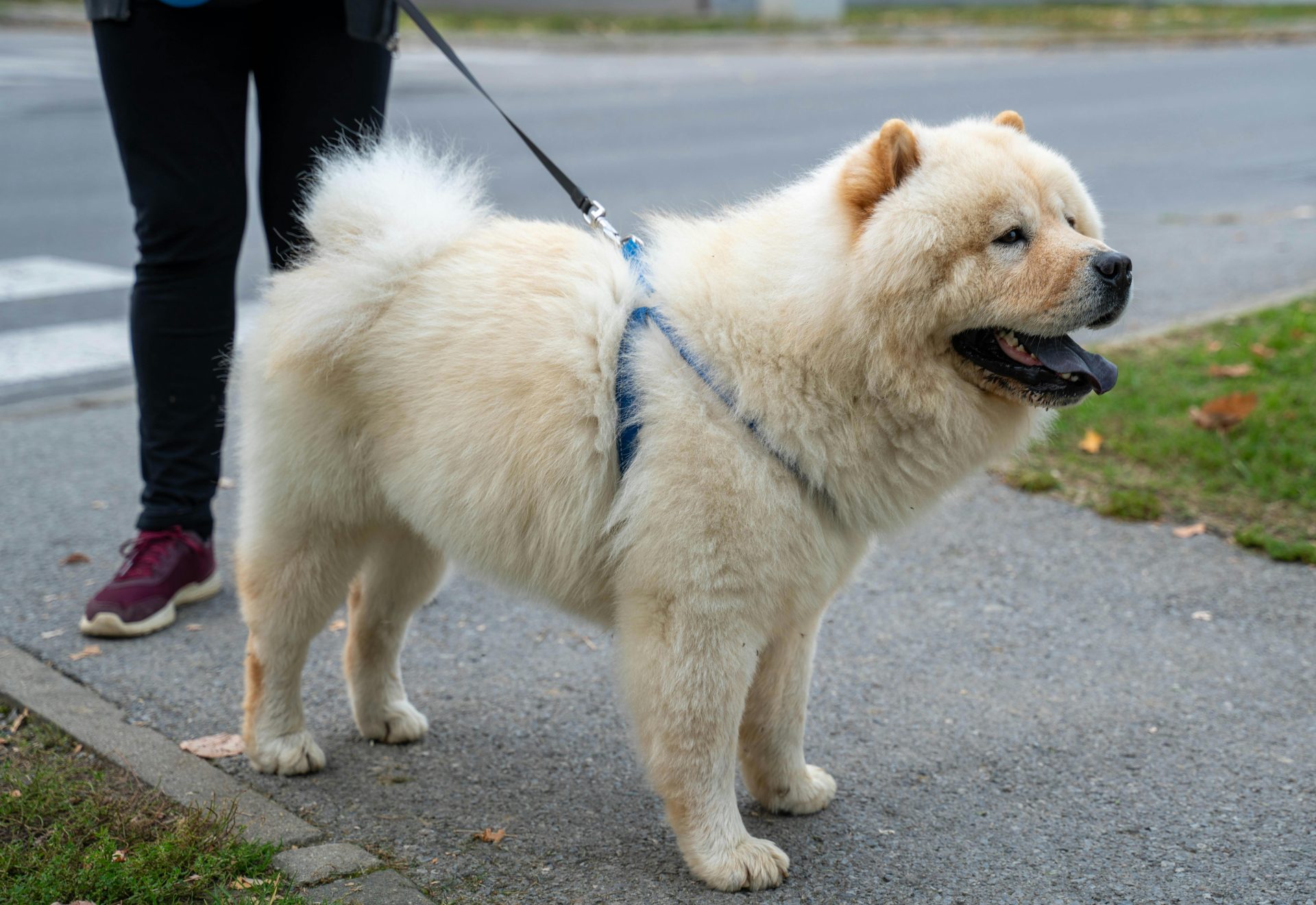 6 raças de cães mais caras do mundo (a última só os milionários têm)