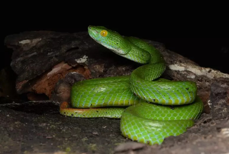 Nova espécie de cobra descoberta por cientistas pode ser muito perigosa