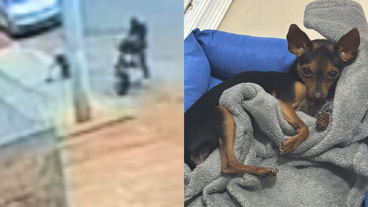 Cachorrinha foi furtada na porta da própria casa. (Foto: Reprodução)