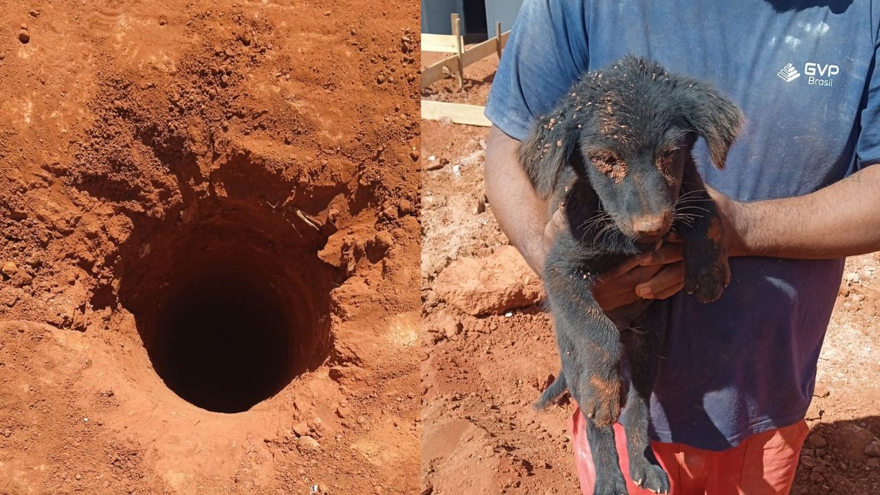 Cachorro encontrado dentro de buraco, em Goianápolis.  (Foto: Reprodução)