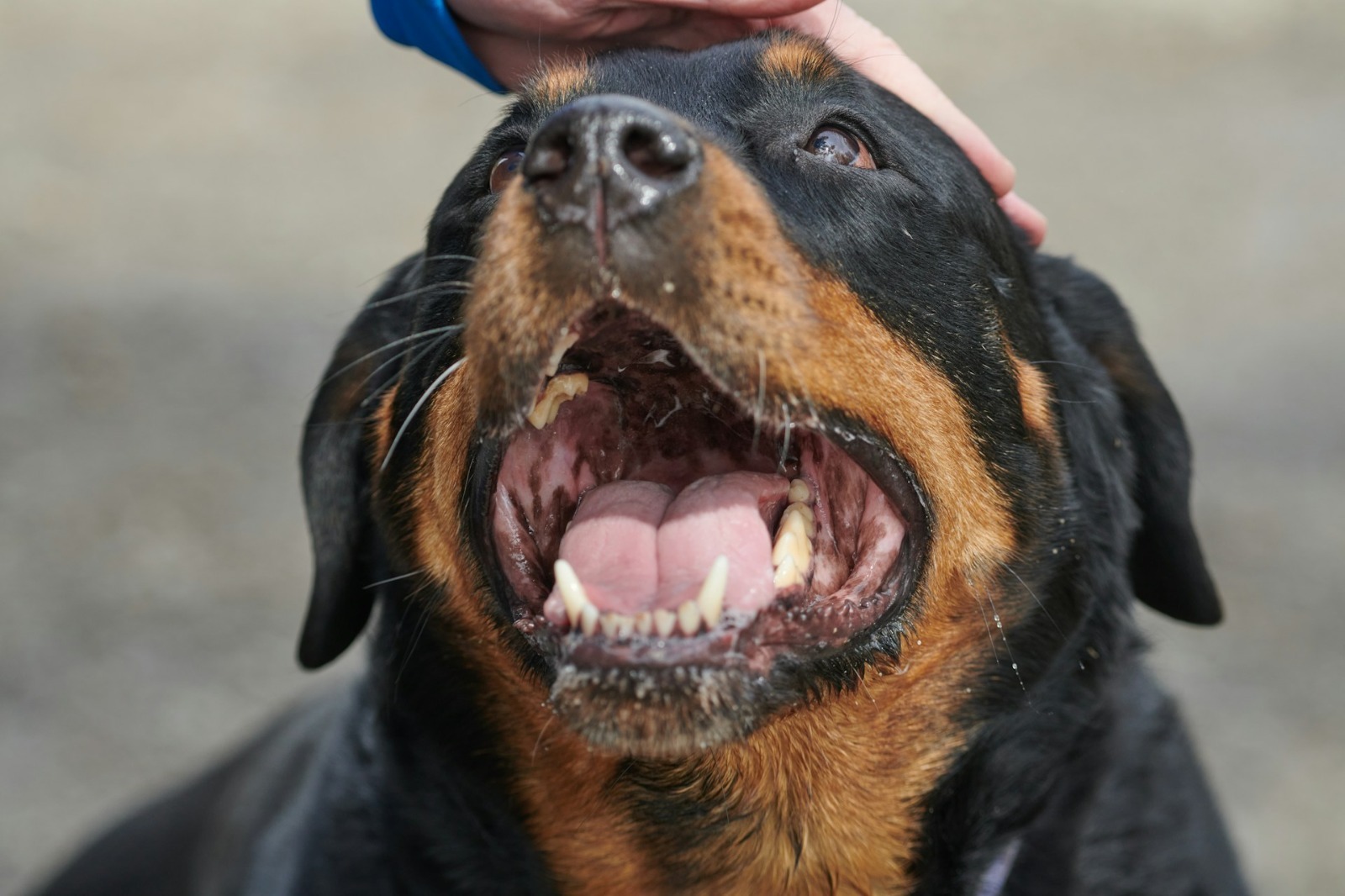 Cão da raça rottweiler. (Imagem: Ilustração/Steve Smith/Unsplash)