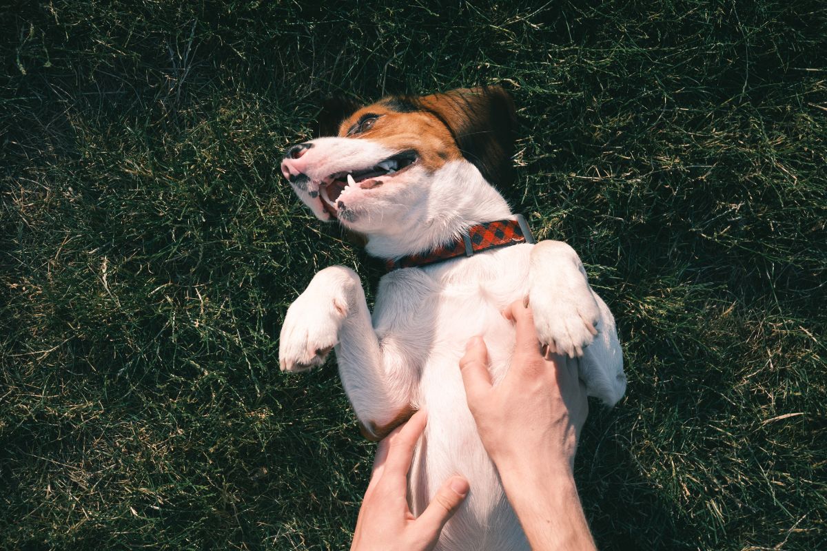 Sinais podem apontar se cachorro está sendo bem cuidado. (Foto: Canva)