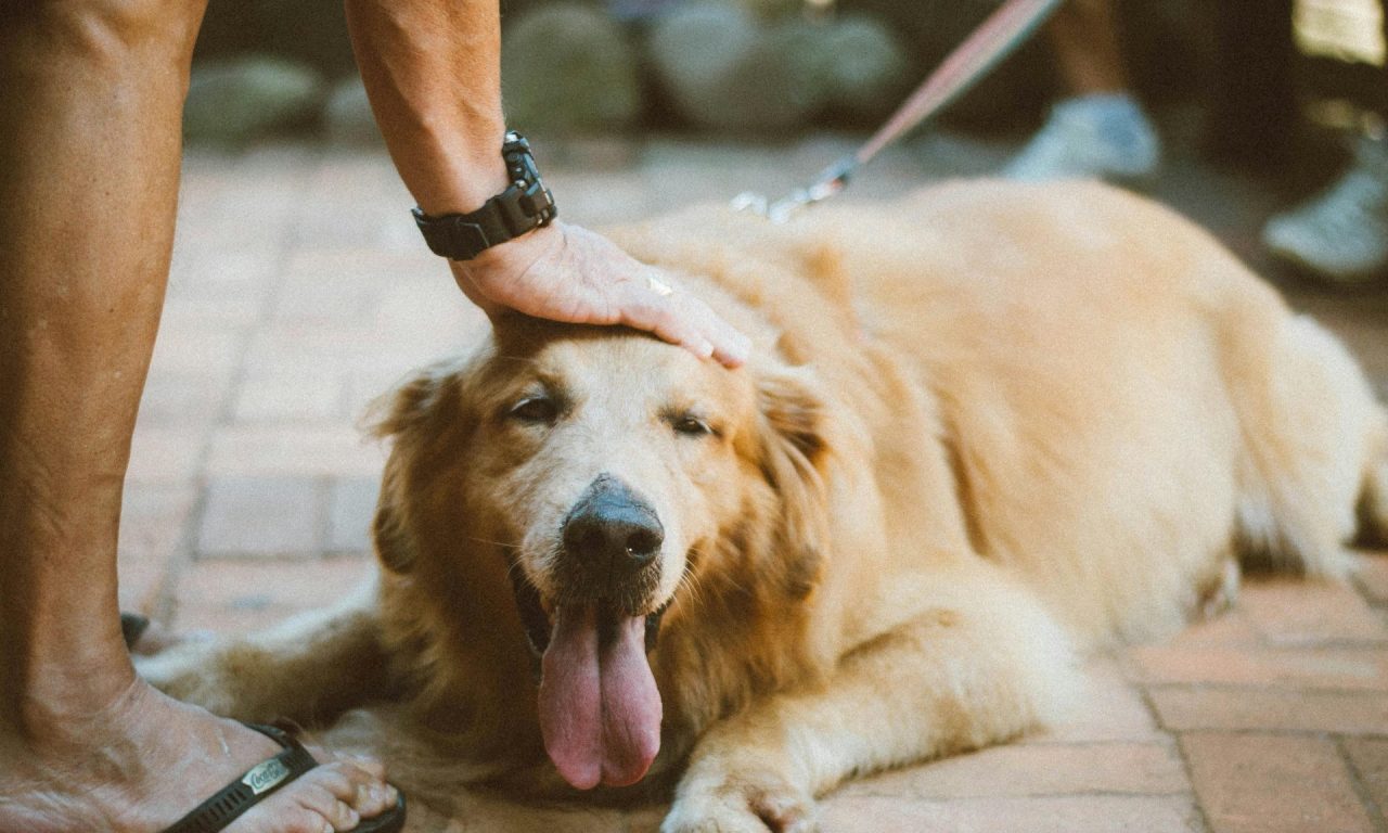 6 características que indicam que seu cachorro te ama muito mesmo