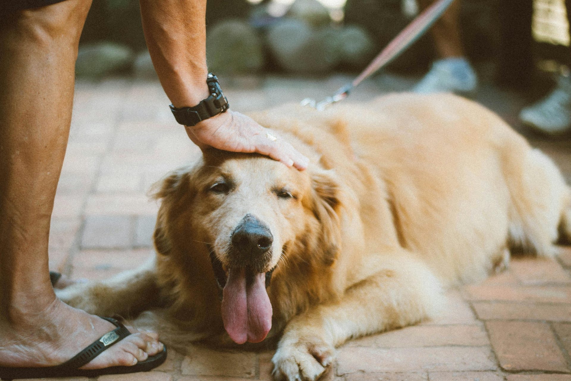 6 características que indicam que seu cachorro te ama muito mesmo