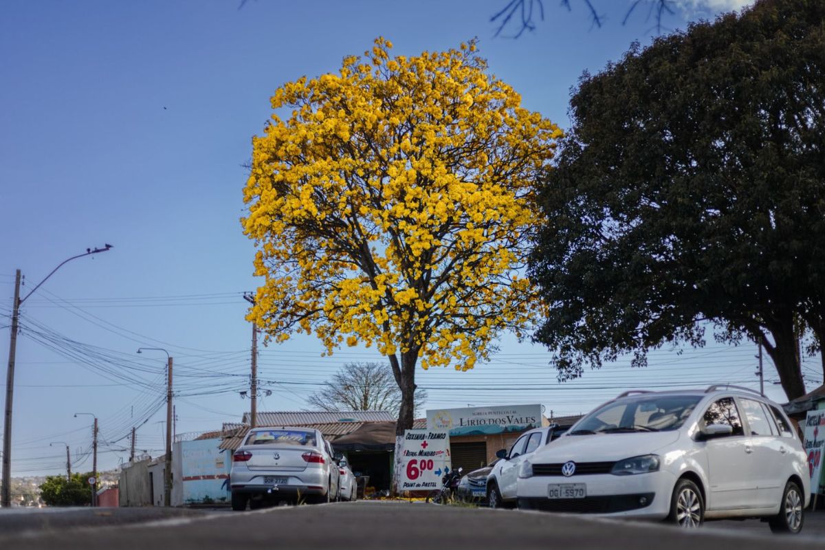 Ipê Amarelo em Anápolis. (Divulgação/Prefeitura de Anápolis)