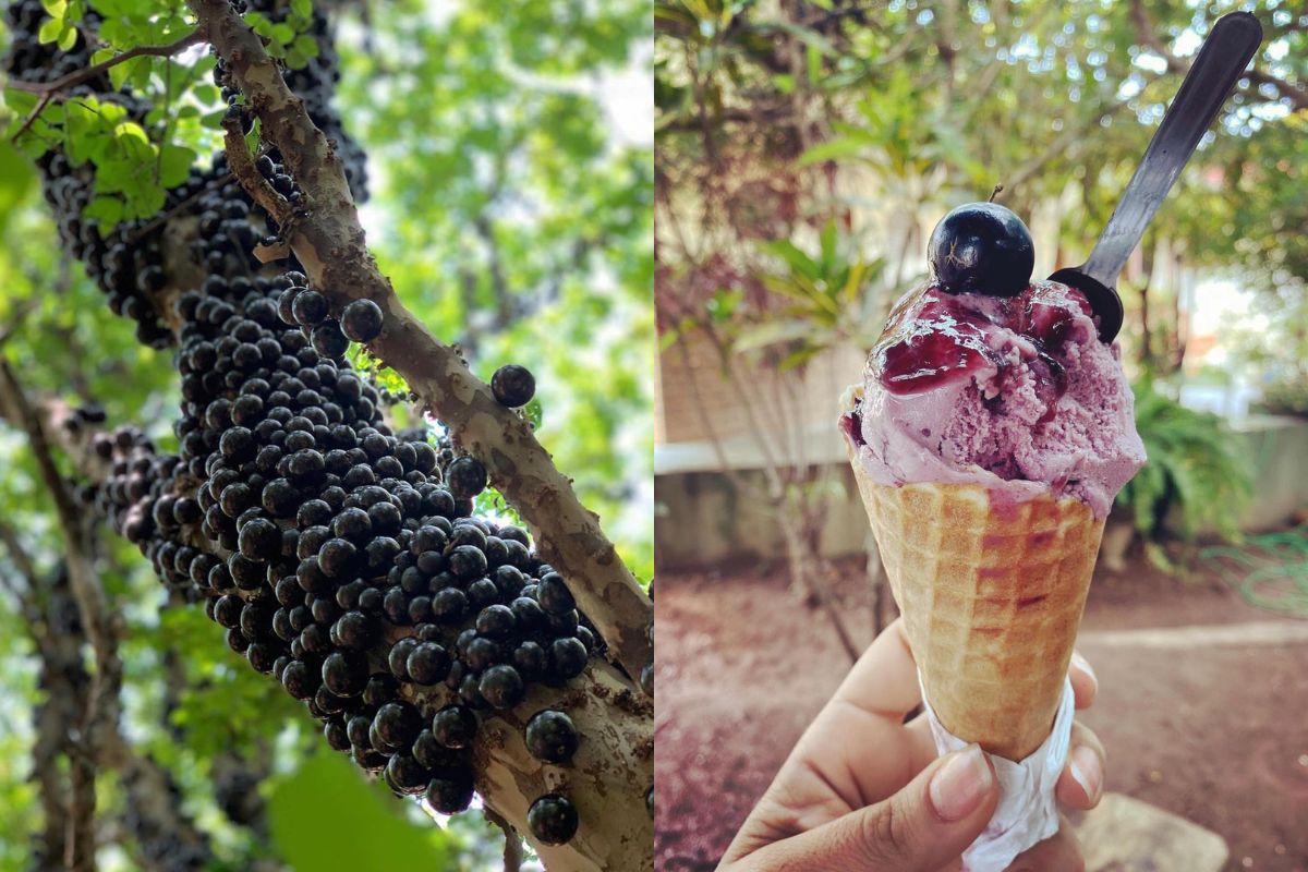 Culinária com jabuticaba pode surpreender. (Foto: Reprodução/Redes Sociais)