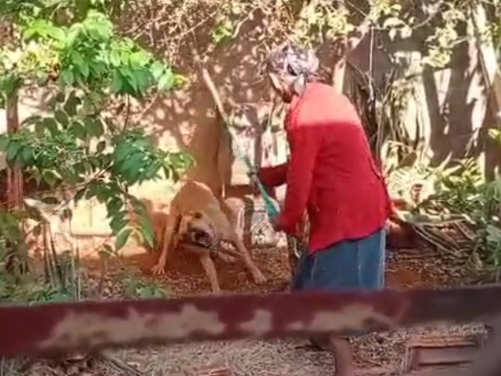 Idosa é flagrada espancando cachorro com rodo, em Goiás