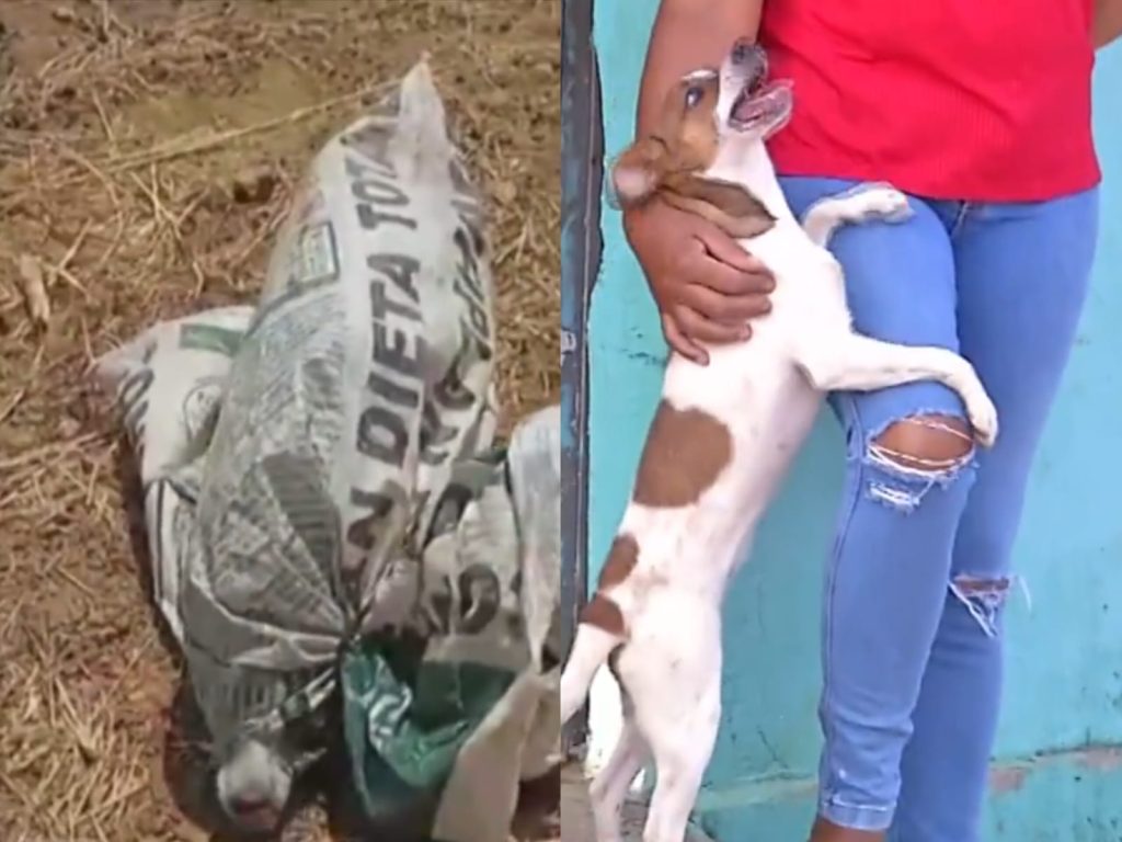 Garotinha resgata cachorro amarrado e abandonado dentro de sacola, em Anápolis