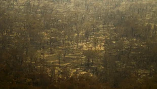 Incêndios e seca na Amazônia e no Pantanal batem marcas históricas