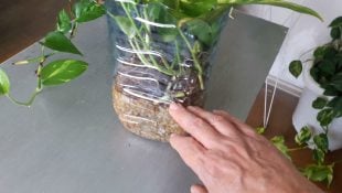 4 plantas que afastam barata e podem deixar sua casa ainda mais charmosa