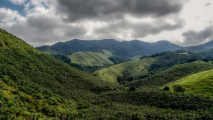 Operação contra o desmatamento da Mata Atlântica começa em 17 estados